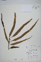 藏品(波氏星蕨)的圖片