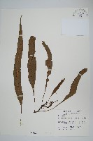 藏品(波氏星蕨)的圖片