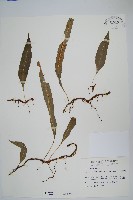 藏品(波氏星蕨)的圖片