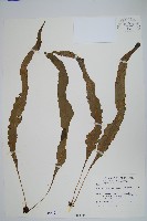 藏品(波氏星蕨)的圖片