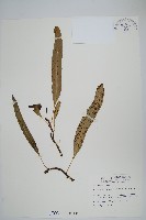 藏品(波氏星蕨)的圖片