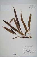 藏品(波氏星蕨)的圖片