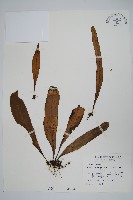 藏品(星蕨)的圖片