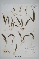 藏品(三叉葉星蕨)的圖片