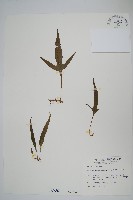 藏品(三叉葉星蕨)的圖片