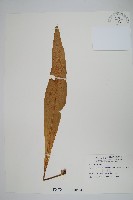 藏品(膜葉星蕨)的圖片