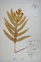 藏品(海岸星蕨)的圖片