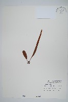 藏品(抱樹石葦)的圖片