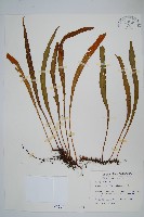 藏品(中國石葦)的圖片