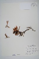 藏品(絨毛石葦)的圖片