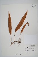 藏品(石葦)的圖片