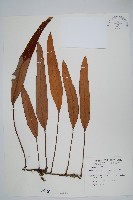 藏品(石葦)的圖片