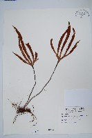 藏品(槭葉石葦)的圖片