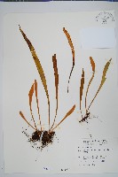 藏品(玉山石葦)的圖片