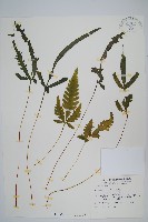 藏品(二形鳳尾蕨)的圖片