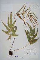 藏品(大葉鳳尾蕨)的圖片