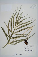 藏品(大葉鳳尾蕨)的圖片