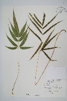 藏品(大葉鳳尾蕨)的圖片