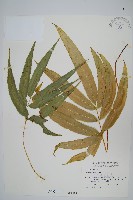 藏品(大葉鳳尾蕨)的圖片