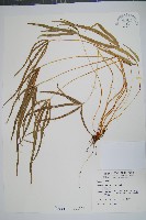 藏品(掌鳳尾蕨)的圖片