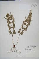 藏品(天草鳳尾蕨)的圖片