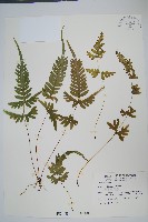 藏品(天草鳳尾蕨)的圖片