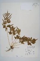 藏品(箭葉鳳尾蕨)的圖片