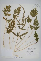 藏品(箭葉鳳尾蕨)的圖片