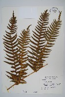 藏品(溪鳳尾蕨)的圖片