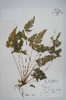 藏品(翅柄鳳尾蕨)的圖片