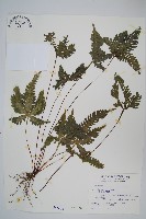 藏品(翅柄鳳尾蕨)的圖片