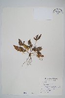 藏品(翅柄鳳尾蕨)的圖片