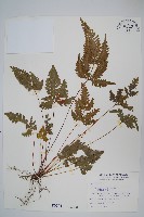 藏品(翅柄鳳尾蕨)的圖片