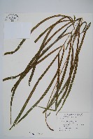 藏品(長葉鳳尾蕨)的圖片