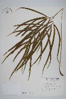藏品(長葉鳳尾蕨)的圖片