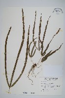 藏品(長葉鳳尾蕨)的圖片