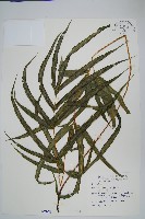 藏品(日本鳳尾蕨)的圖片