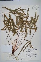 藏品(廣東鳳尾蕨、栗柄鳳尾蕨)的圖片