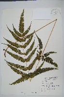 藏品(紅柄鳳尾蕨)的圖片