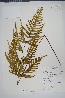 藏品(疏羽半邊旗)的圖片