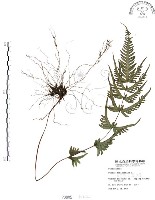 藏品(半邊羽裂鳳尾蕨)的圖片