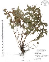 藏品(半邊羽裂鳳尾蕨)的圖片