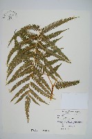 藏品(瓦氏鳳尾蕨)的圖片