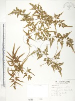 藏品(海金沙)的圖片