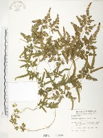 藏品(海金沙)的圖片