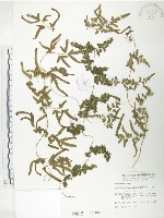 藏品(海金沙)的圖片
