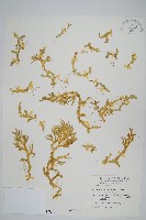 藏品(小笠原卷柏)的圖片