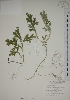 藏品(生根卷柏)的圖片