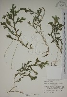 藏品(生根卷柏)的圖片