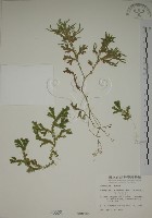 藏品(生根卷柏)的圖片